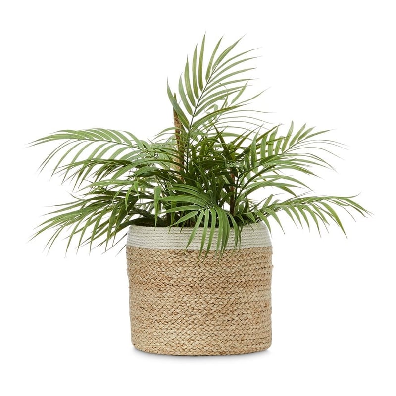 Potted Fern 50cm