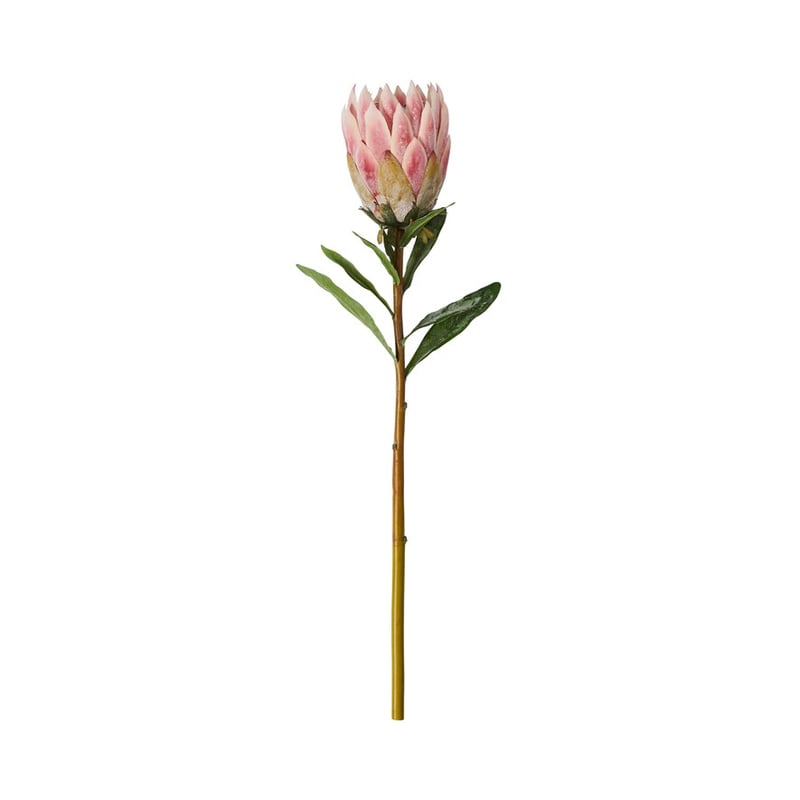 Native Stem Mauve King Protea