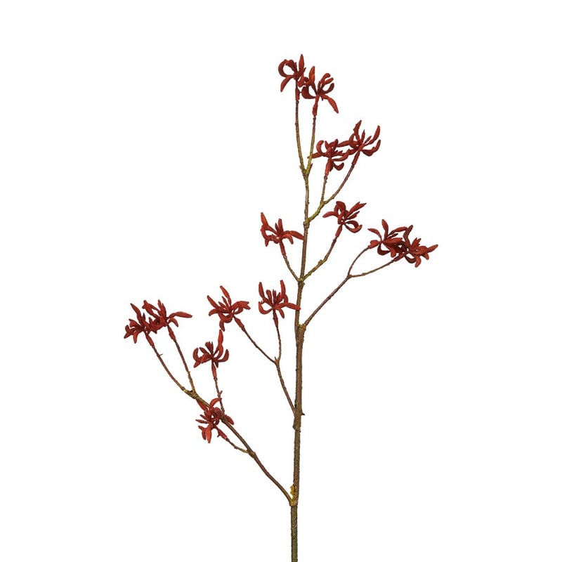 Native Stem Red Kangaroo Paw  