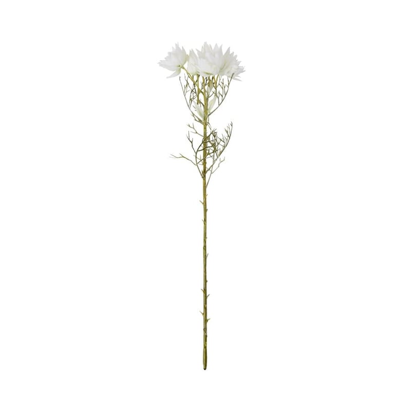 Native Stem White Blushing Bride Protea