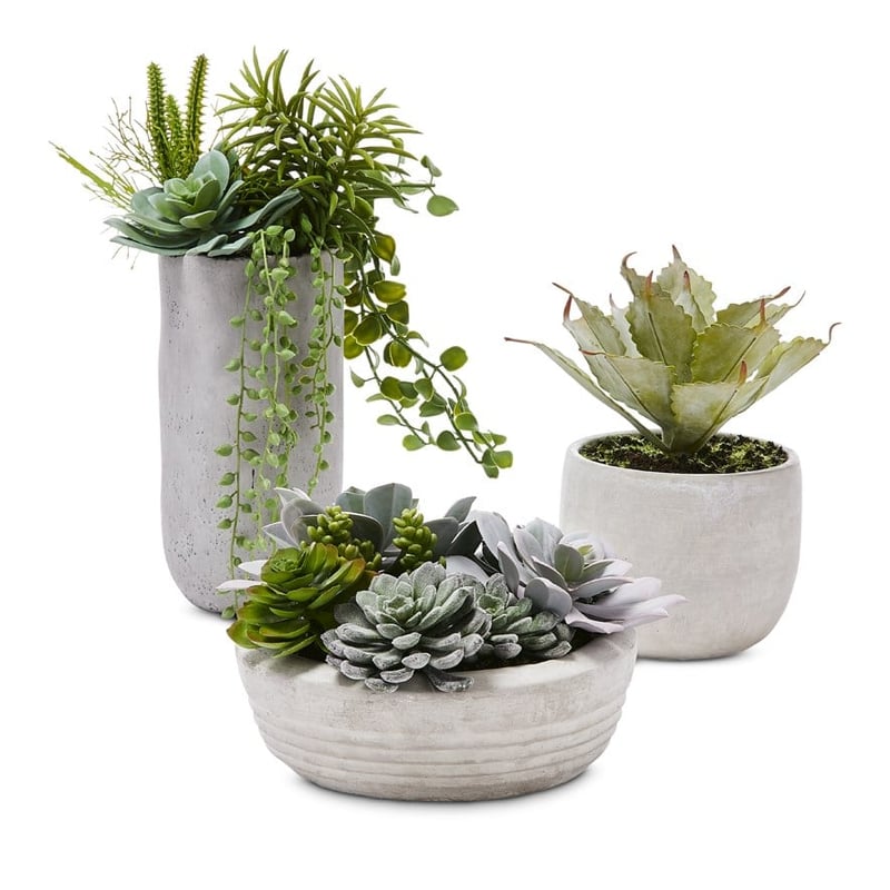 Gio Succulent Silver Green Round Garden