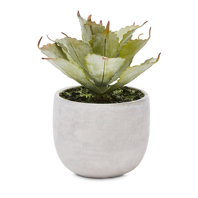 Gio Spikey Silver Green Succulent Garden