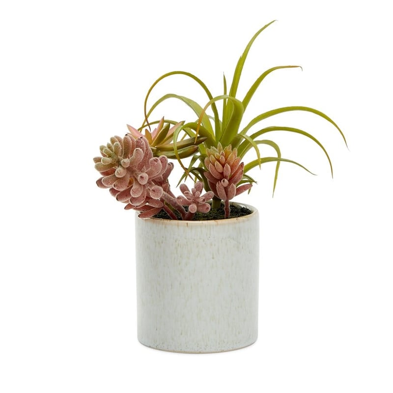 Sunrise Green Succulent Air Plant Garden