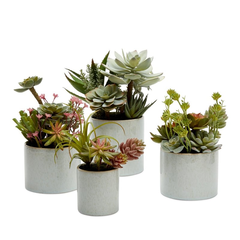 Sunrise Green Succulent Air Plant Garden