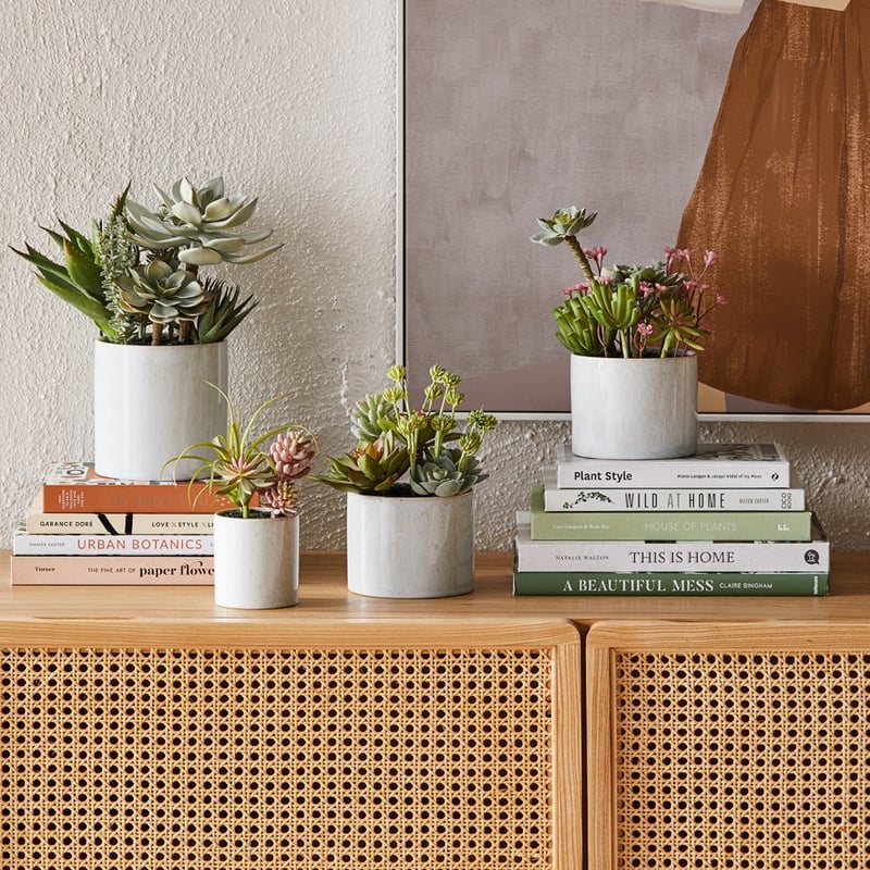 Sunrise Green Succulent Air Plant Garden