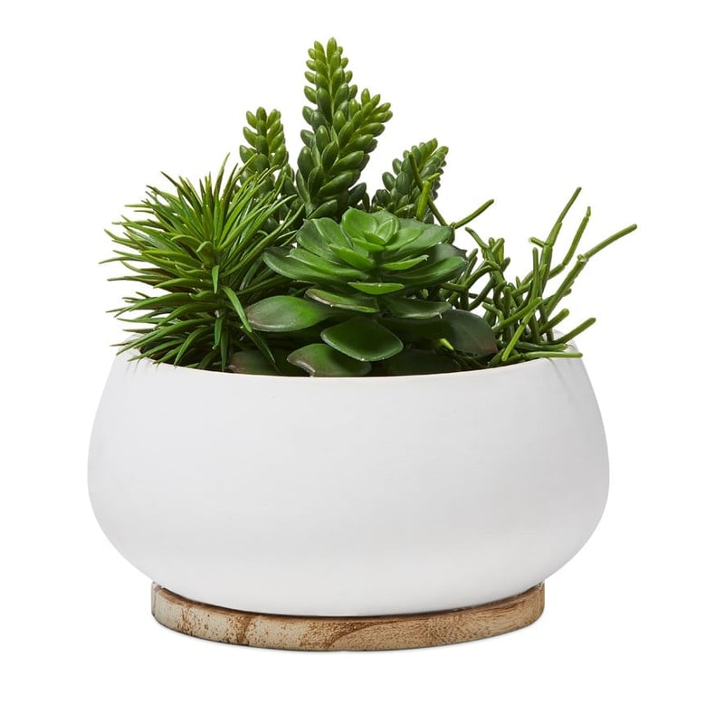 Mito Green Succulent Garden