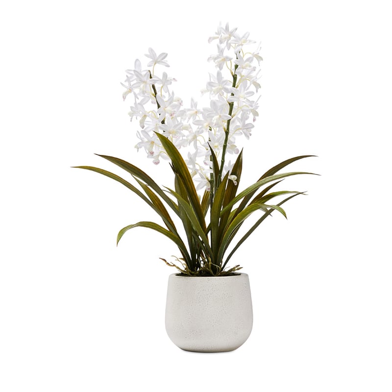 Cymbidium White 3 Stem Potted Orchid