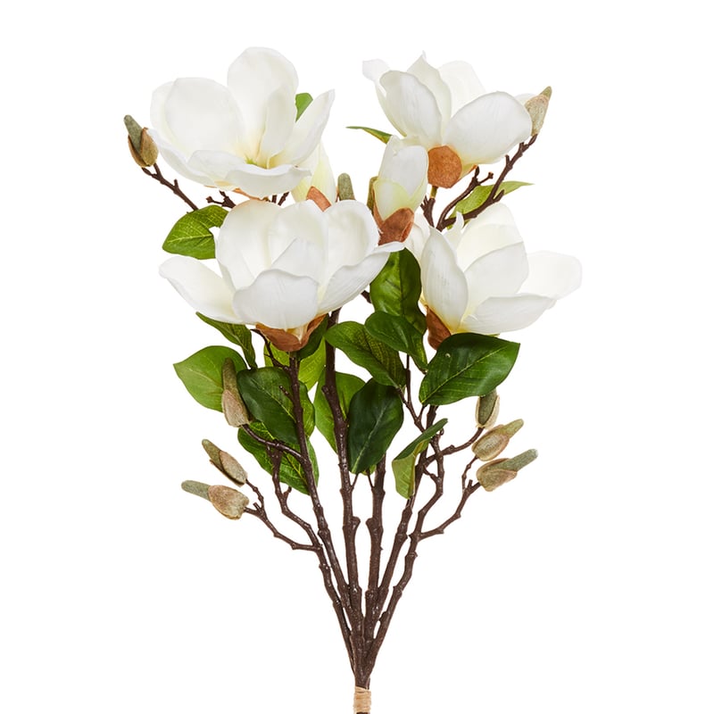 Spring Stems Magnolia Flower White