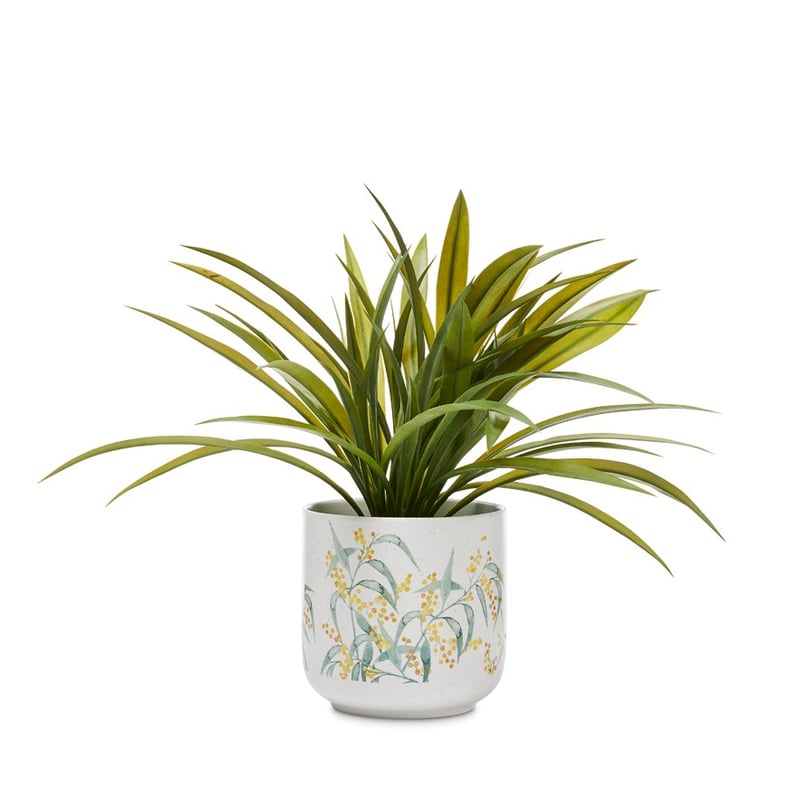 Australian Wild Flowers Wattle Pot 