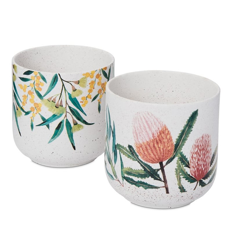 Native Wattle Pot