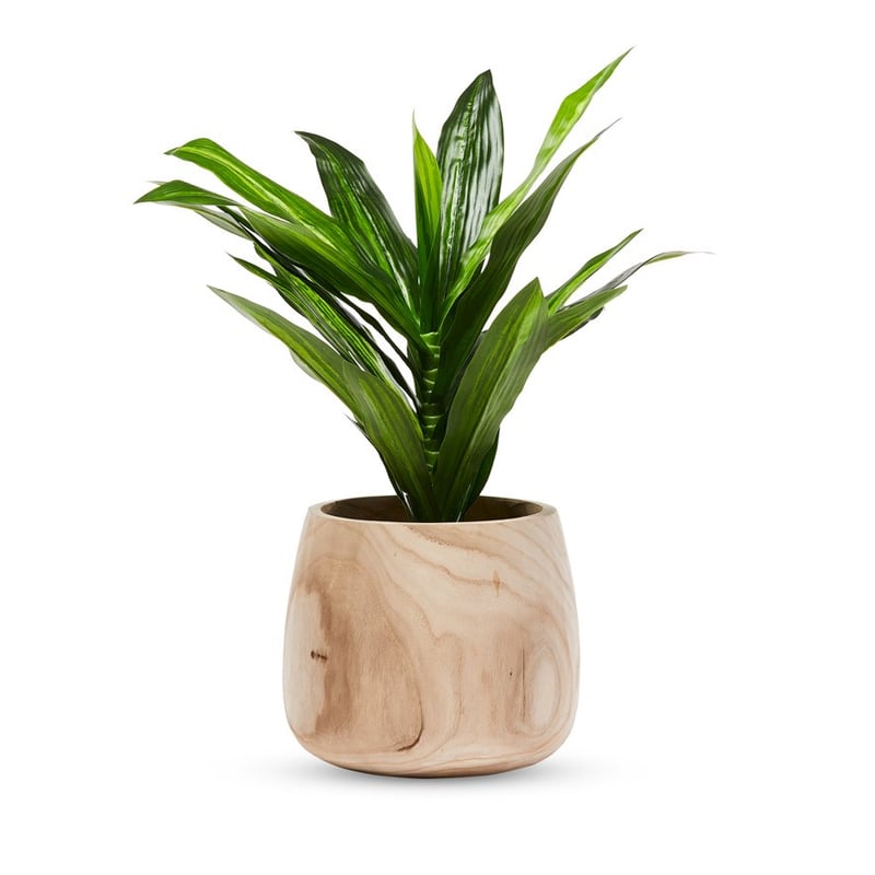 Dracena 65cm Potted Plant
