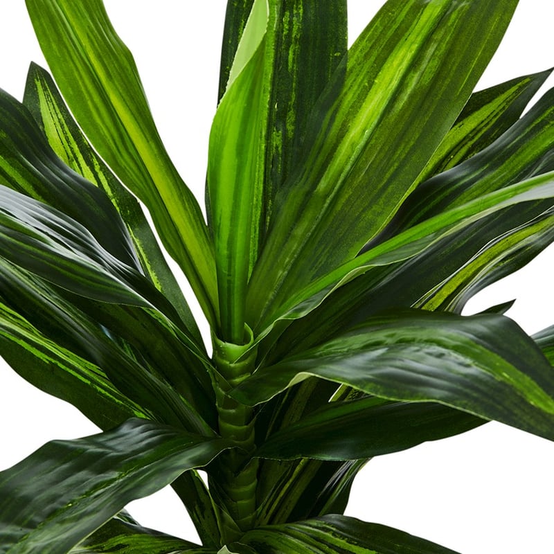 Dracena 65cm Potted Plant