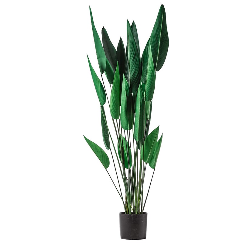 Green Sky Bird Potted Plant