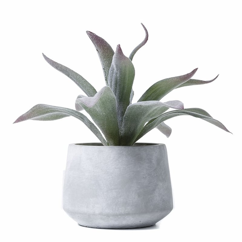 Silver Aloe in Concrete Pot