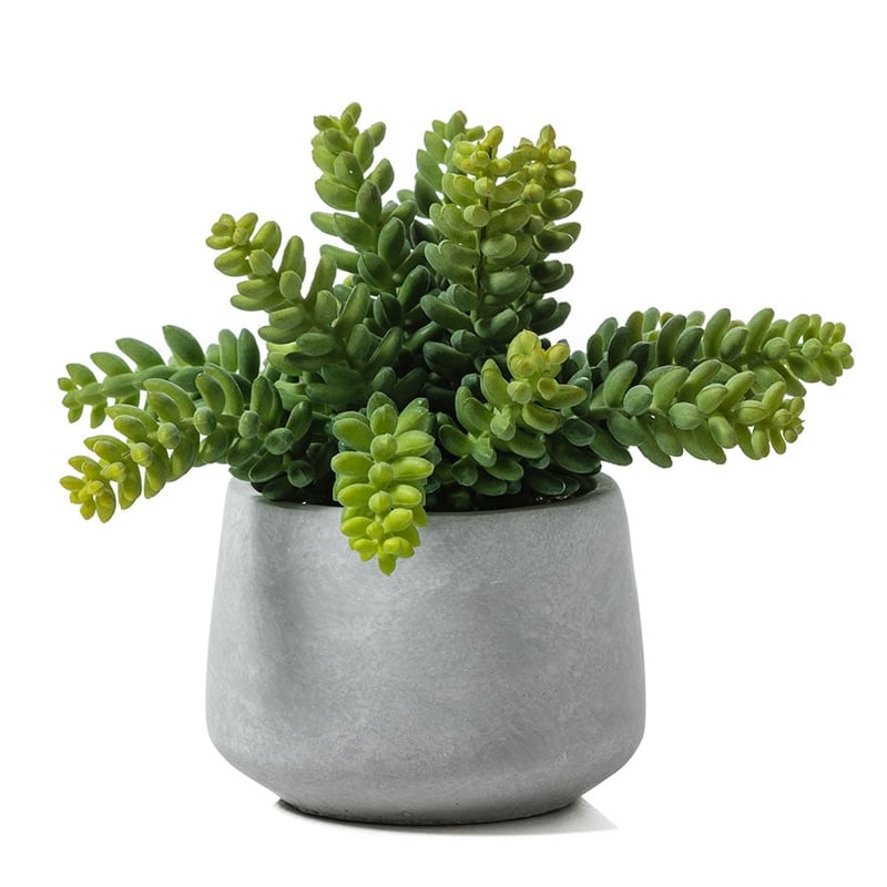 Atacama Desert Burro's Tail