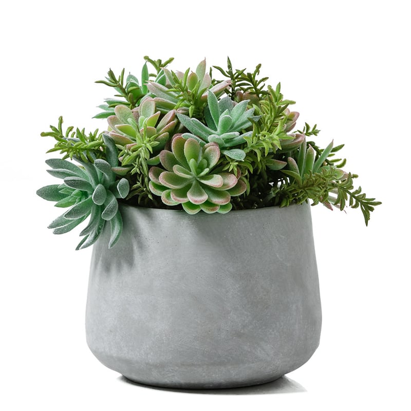 Atacama Desert Cactus Garden