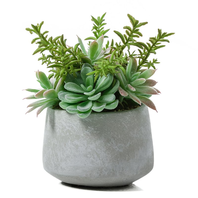 Atacama Desert Cactus Garden