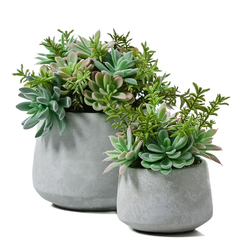 Atacama Desert Cactus Garden