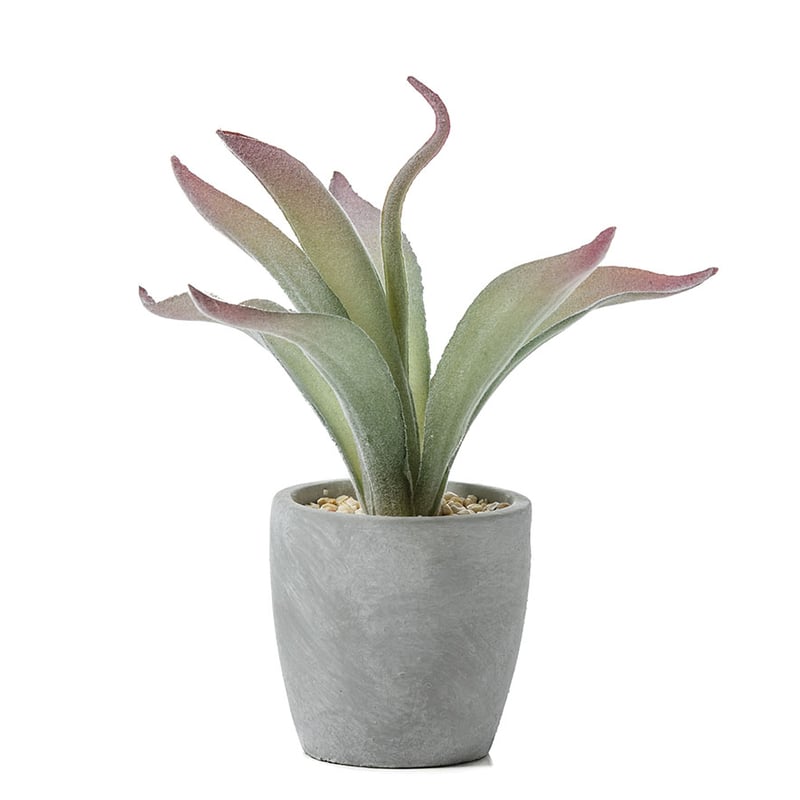 Atacama Desert Silver Aloe