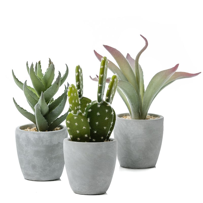 Atacama Desert Silver Aloe