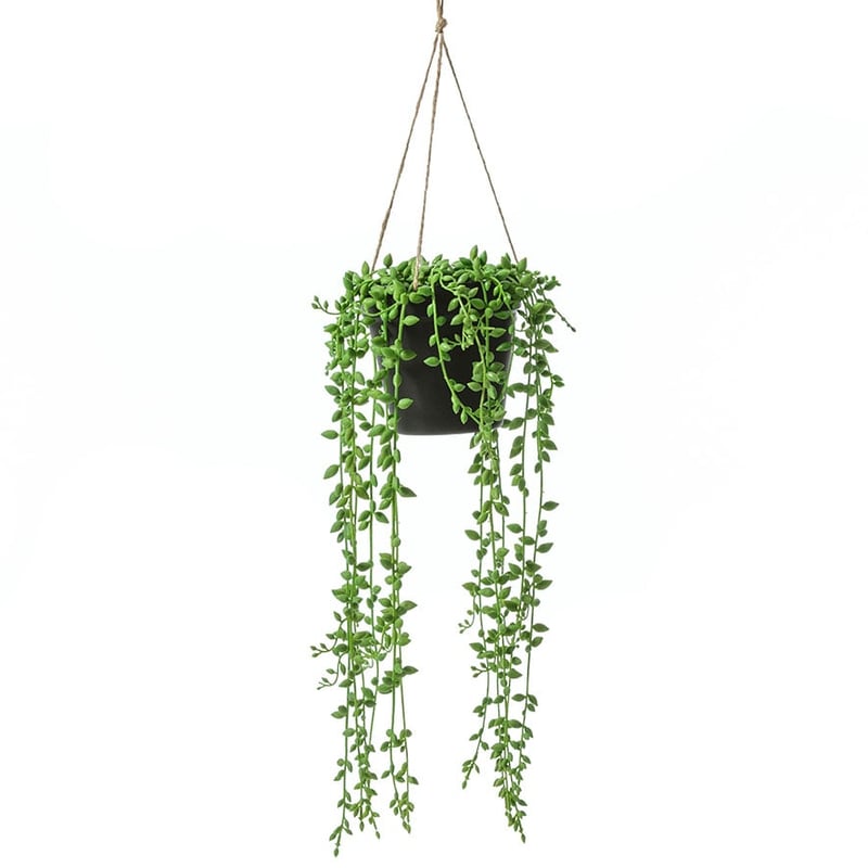 Sonora Green Asparagus