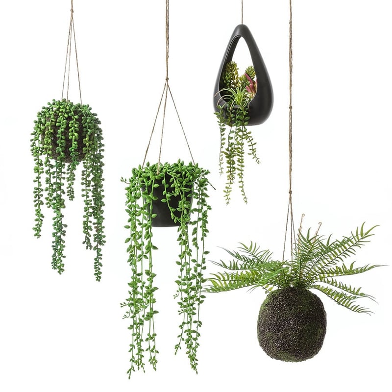 Sonora Green Asparagus