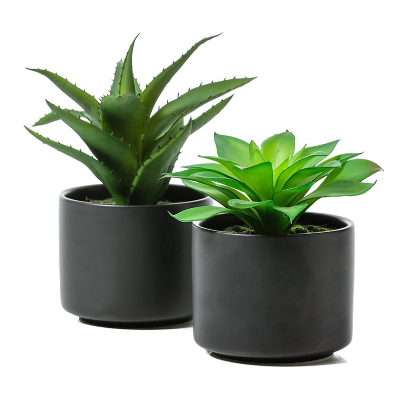 Tanque Verde Single Succulent