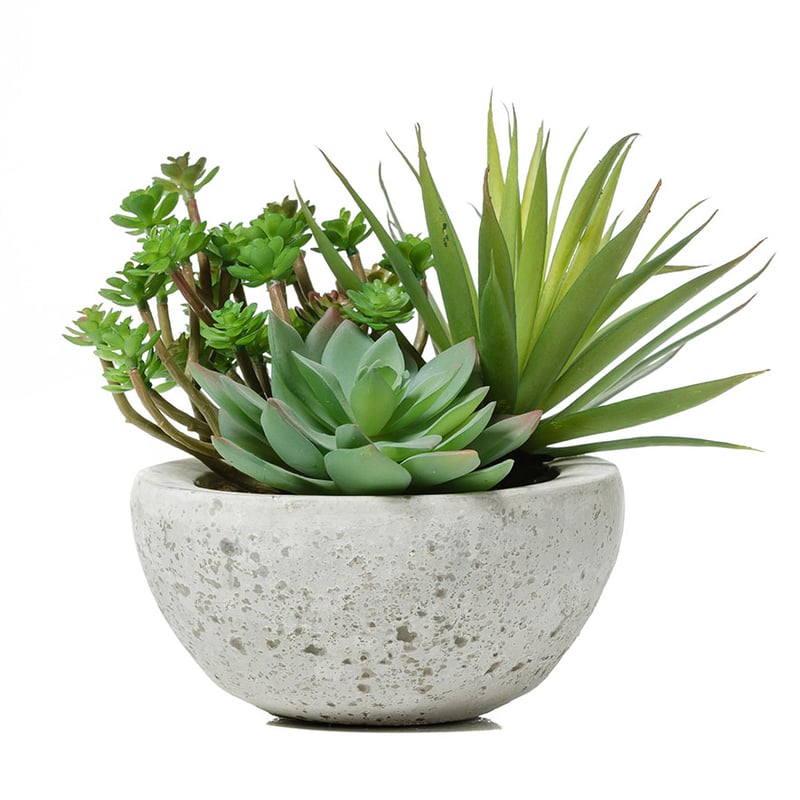 Secret Garden Collection Succulent Garden