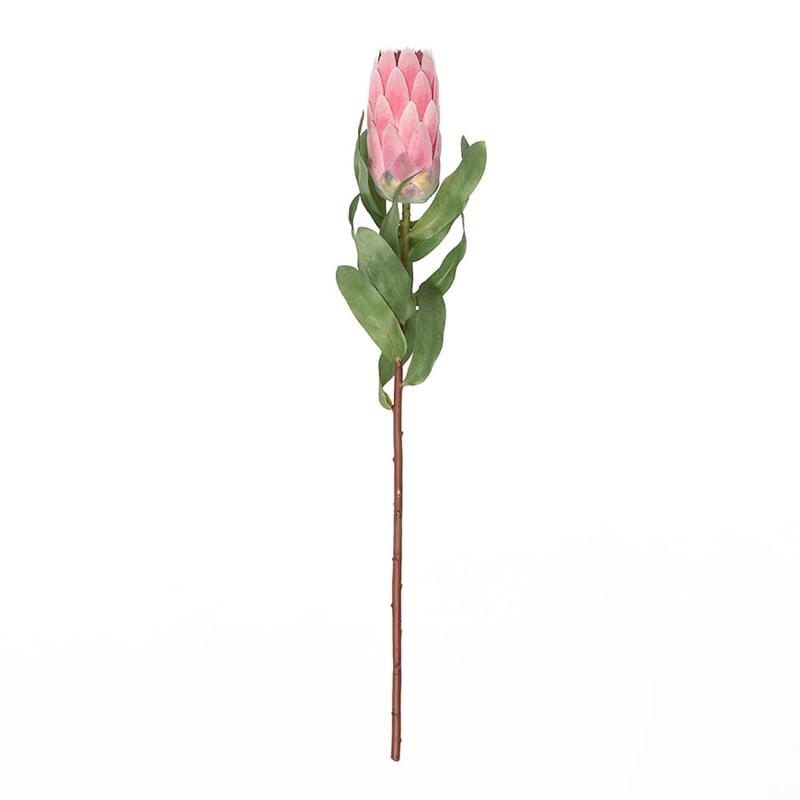 Australiana Stem Protea Pink