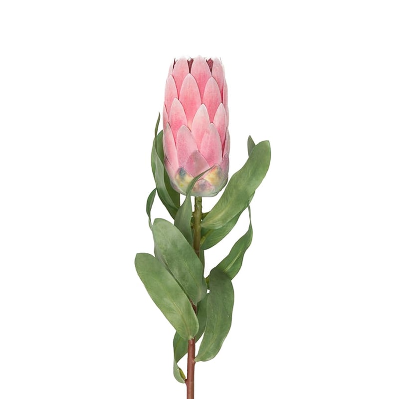 Australiana Stem Protea Pink