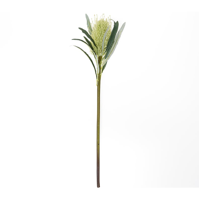 Australiana Stem Coastal Banksia