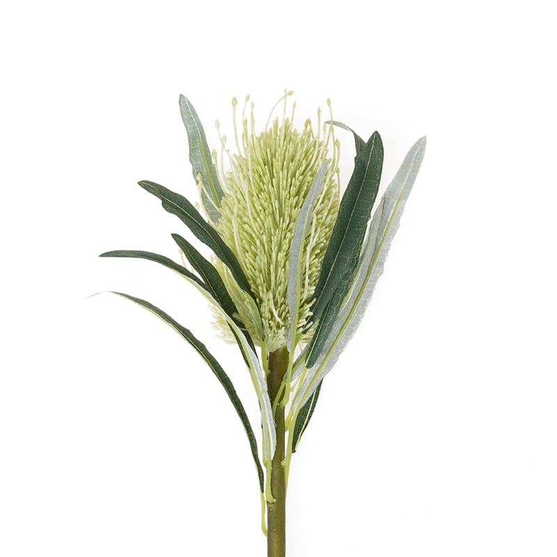 Australiana Stem Coastal Banksia