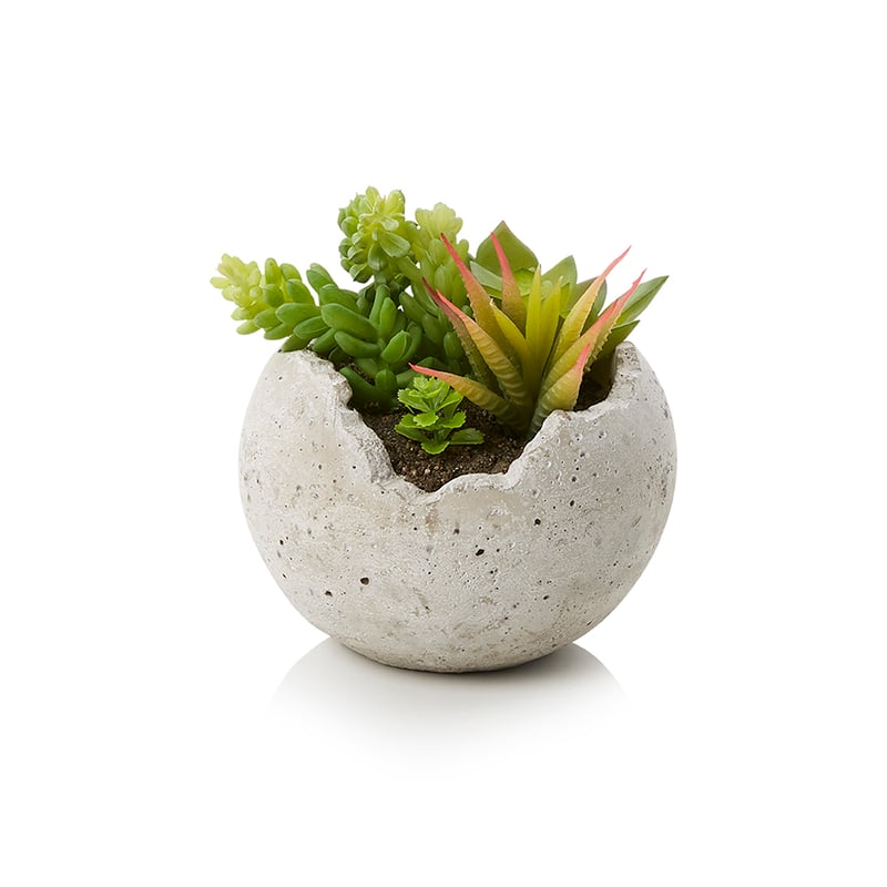 Succulent Round Garden