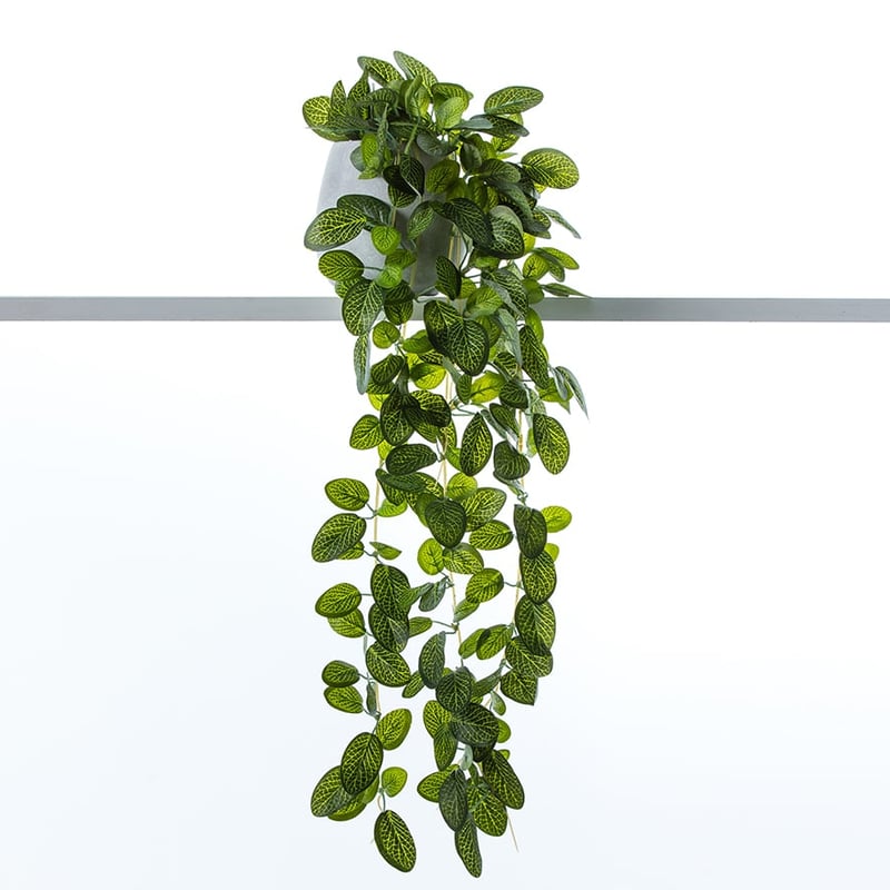St Ives Hanging Pot Green Foliage