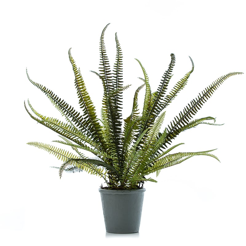 Canning Plant Fish Bone Fern