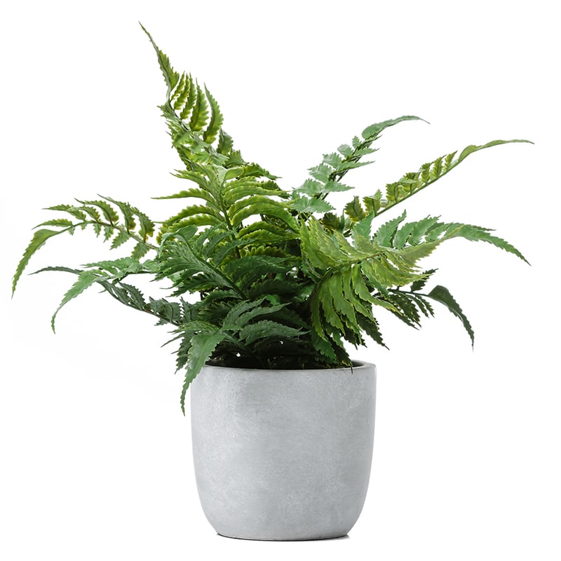 Lennox Potted Fern Fishbone