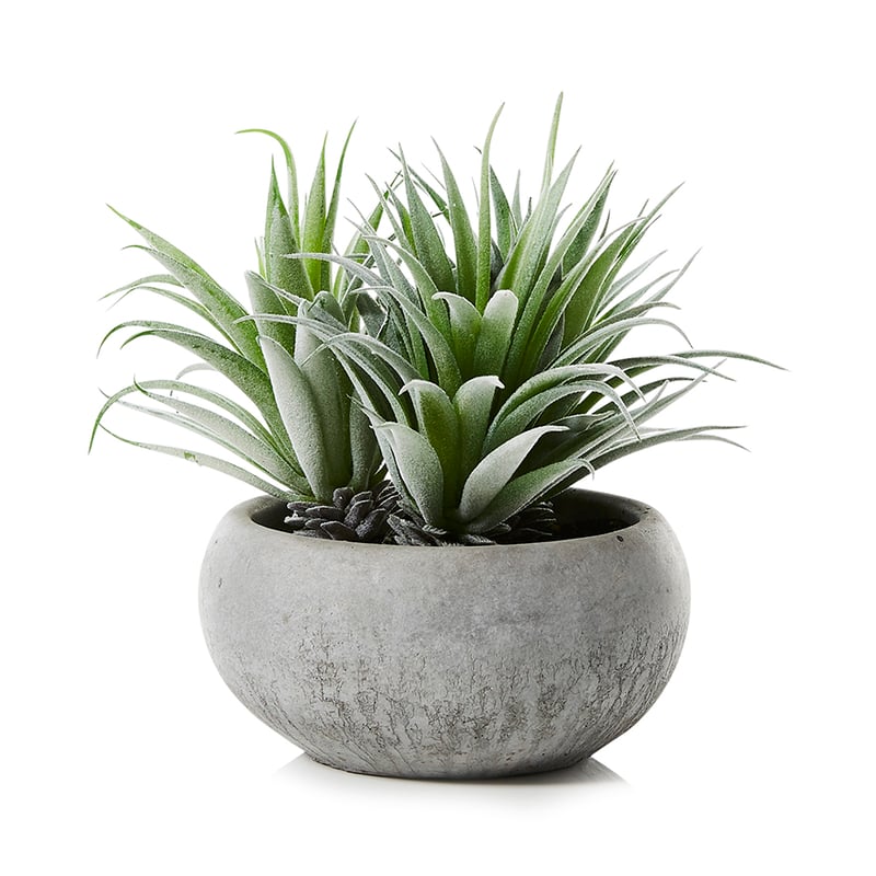 Potted Agave
