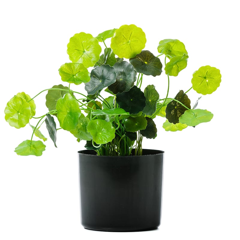 Water Lily Forever Plant