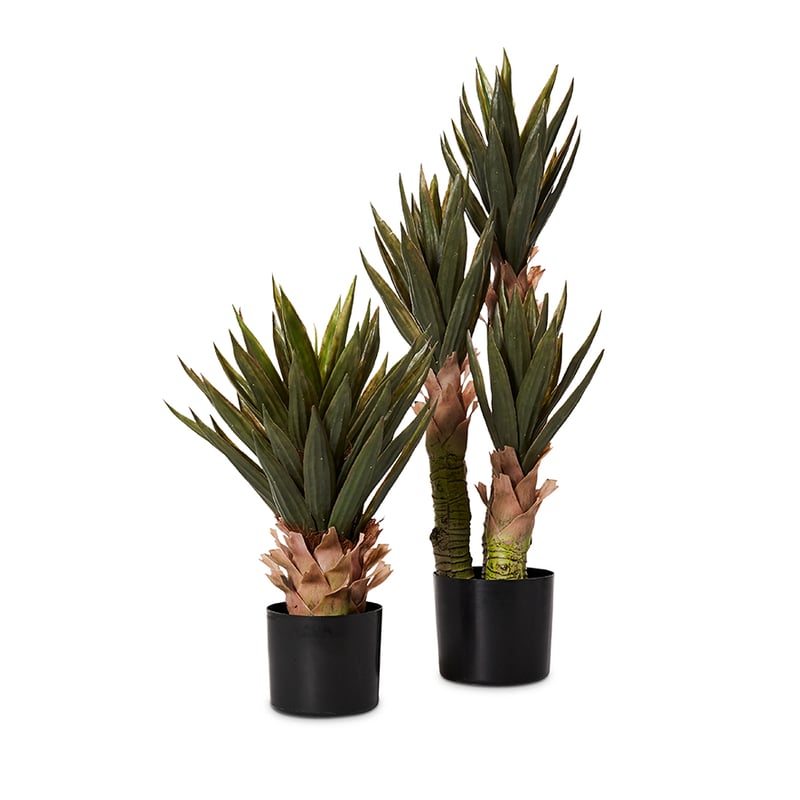 Husk Small Yucca Plant 