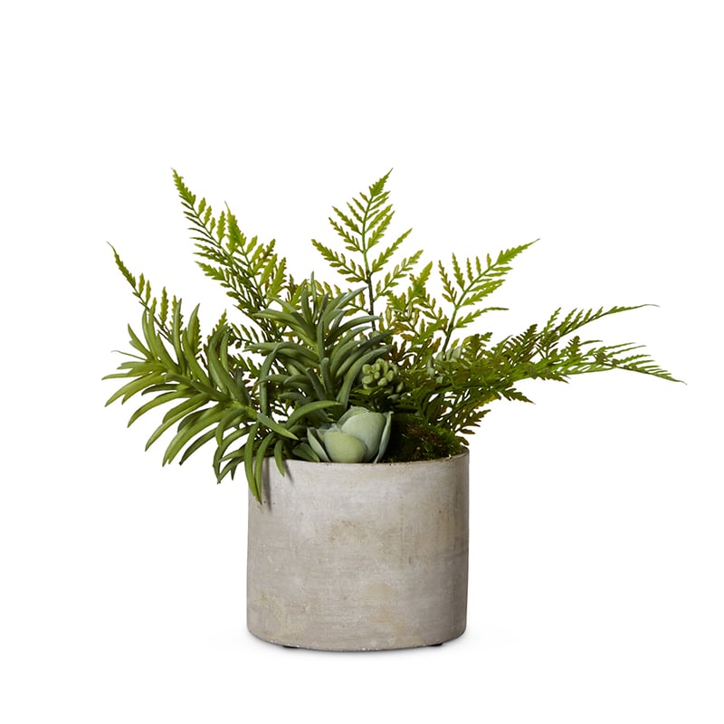Tulum Succulent Fern