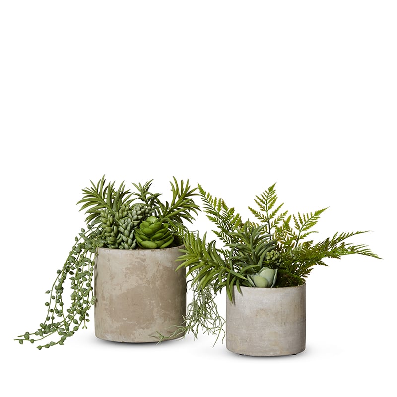 Tulum Succulent Fern