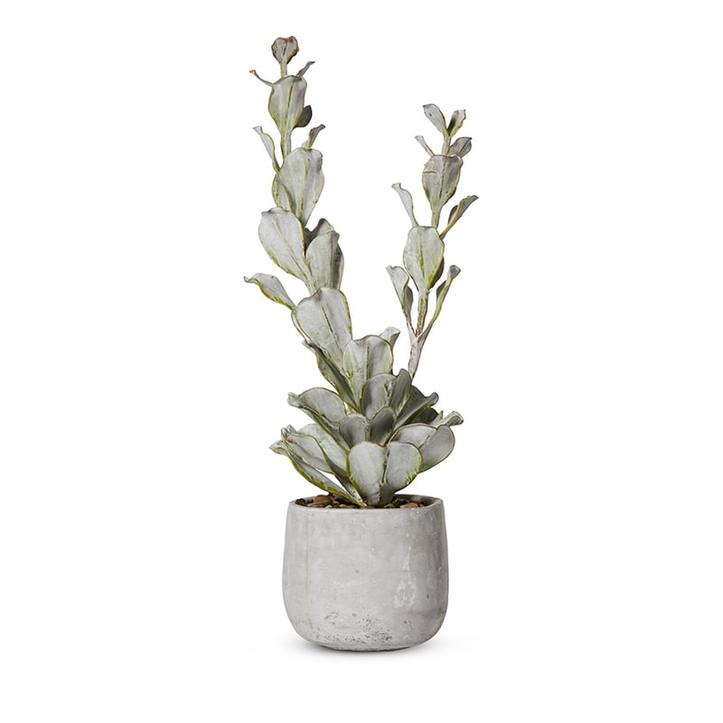 Jorge Succulents