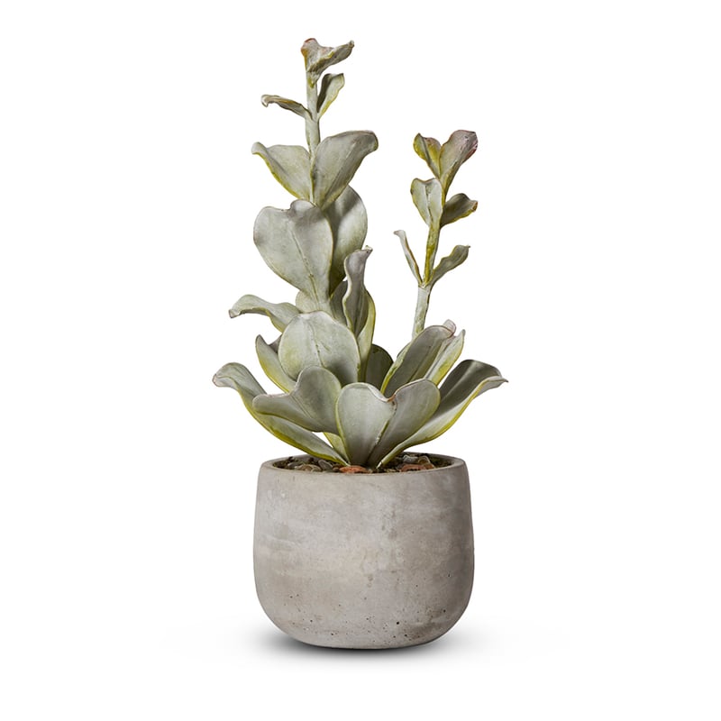Jorge Succulents