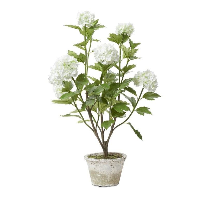 Botanical Viburnum 50cm White & Green Plant