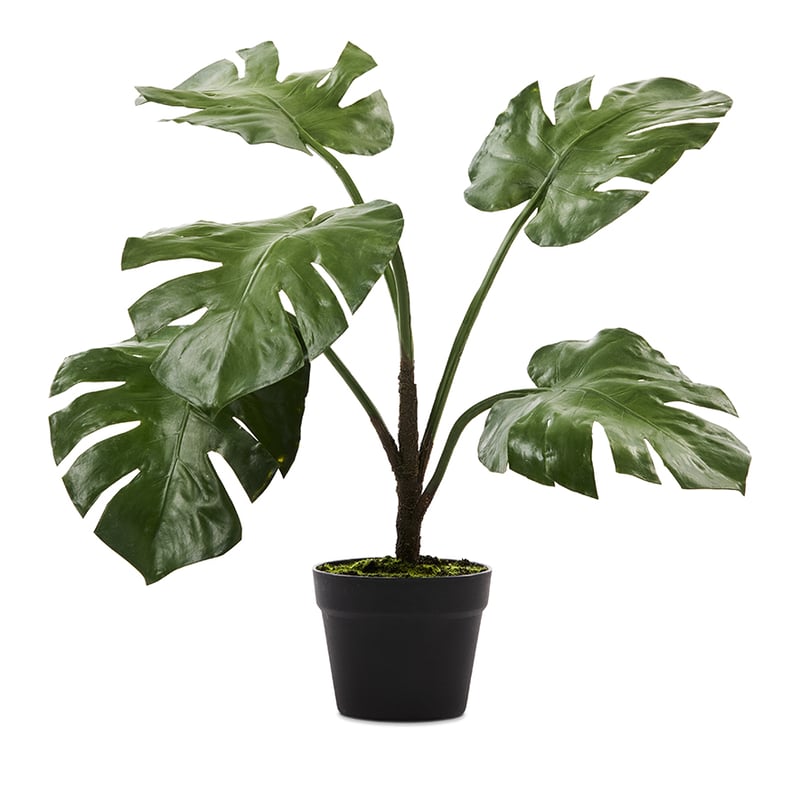 Botanical Plant Monstera
