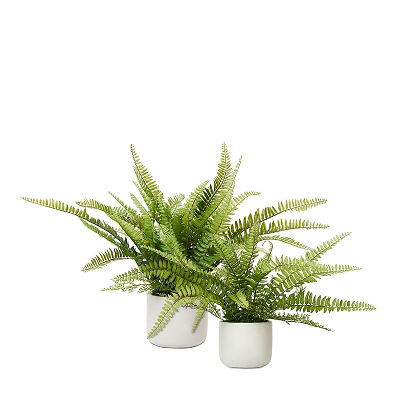 Sonora Fishbone Green Plant 