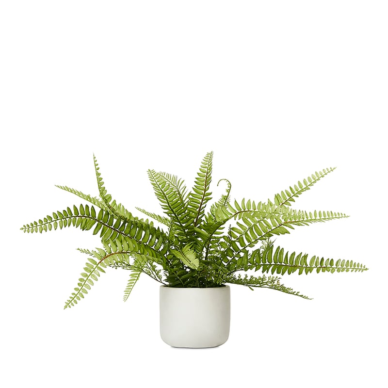 Sonora Fishbone Green Plant 