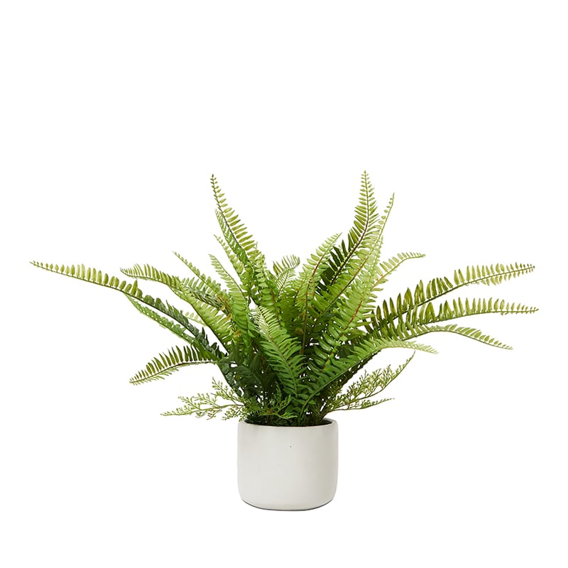 Sonora Fishbone Green Plant 