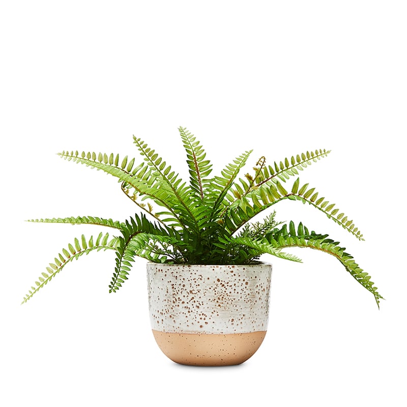 Congo White Pot 