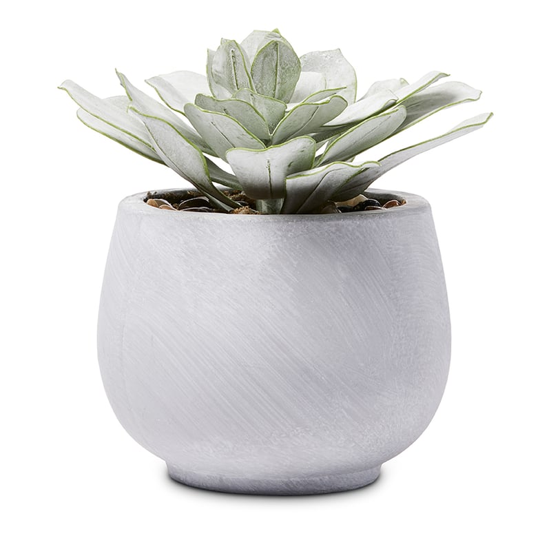 Succulent Garden Silver Petals  